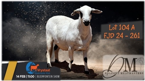 1 X MEATMASTER PREGNANT EWE Delport Boerdery