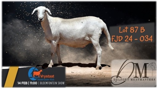 1 X MEATMASTER PREGNANT EWE Delport Boerdery