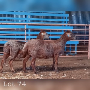 LOT 74 2X MEATMASTER OOI/EWE DRIEKOP MEATMASTERS (PER STUK OM LOT TE NEEM/PER PIECE TO TAKE THE LOT)