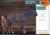 1+1 X BOERPERD X ARABIAN BLACK BEAUTY MARE MUZZY'S HORSEMANSHIP (MZANDILE NKOSI)