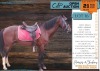 1 X ARABIAN RINGO STALLION MUZZY'S HORSEMANSHIP (MZANDILE NKOSI)