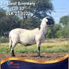 1 X MEATMASTER EWE De Land Boerdery