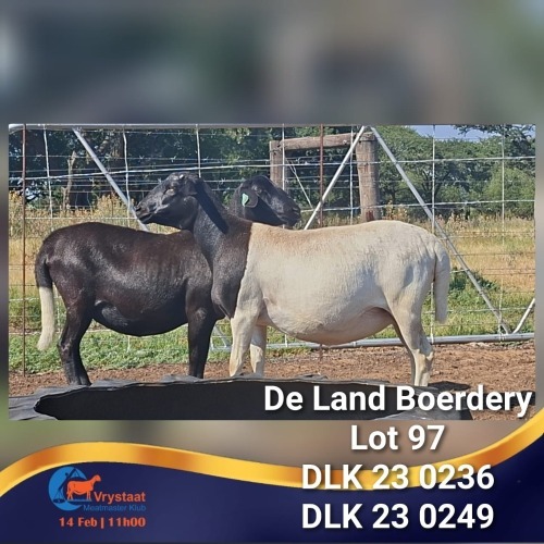 1 X MEATMASTER PREGNANT EWE De Land Boerdery