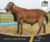 1 X MEATMASTER RAM Ampio Meatmasters