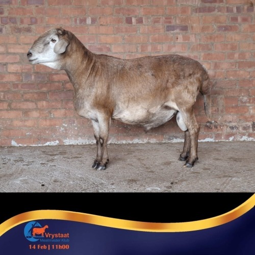 1 X MEATMASTER RAM Chriscor