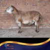 1 X MEATMASTER RAM Chriscor