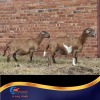 1 X MEATMASTER PREGNANT EWE Chriscor