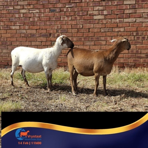 1 X MEATMASTER PREGNANT EWE Chriscor
