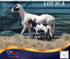 1 X MEATMASTER PREGNANT EWE Middelpunt Meatmasters