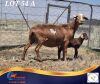 1 X MEATMASTER PREGNANT EWE Middelpunt Meatmasters