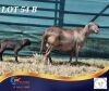 1 X MEATMASTER PREGNANT EWE Middelpunt Meatmasters
