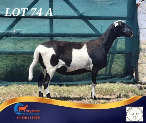 1 X MEATMASTER PREGNANT EWE Middelpunt Meatmasters
