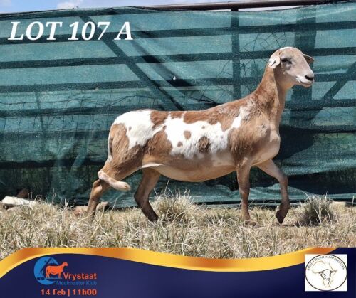 1 X MEATMASTER PREGNANT EWE Middelpunt Meatmasters