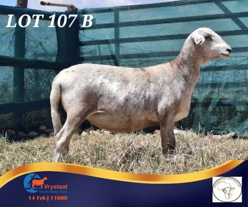 1 X MEATMASTER PREGNANT EWE Middelpunt Meatmasters