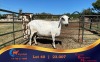 1 X MEATMASTER PREGNANT EWE Chaim Boerdery Meatmasters