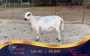 1 X MEATMASTER PREGNANT EWE Chaim Boerdery Meatmasters - 2
