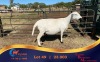 1 X MEATMASTER PREGNANT EWE Chaim Boerdery Meatmasters