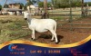 1 X MEATMASTER PREGNANT EWE Chaim Boerdery Meatmasters - 2