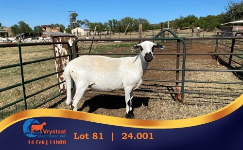1 X MEATMASTER PREGNANT EWE Chaim Boerdery Meatmasters
