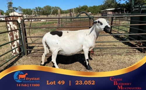 1+1 X MEATMASTER EWE Chaim Boerdery Meatmasters