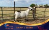 1+1 X MEATMASTER EWE Chaim Boerdery Meatmasters - 2