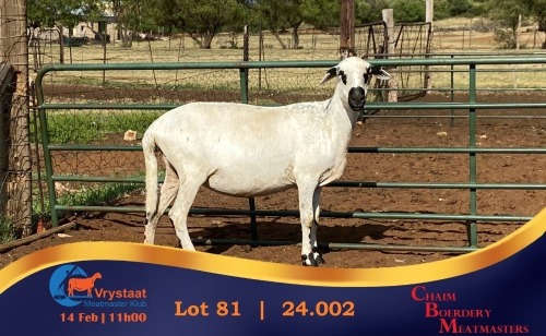 1 X MEATMASTER PREGNANT EWE Chaim Boerdery Meatmasters