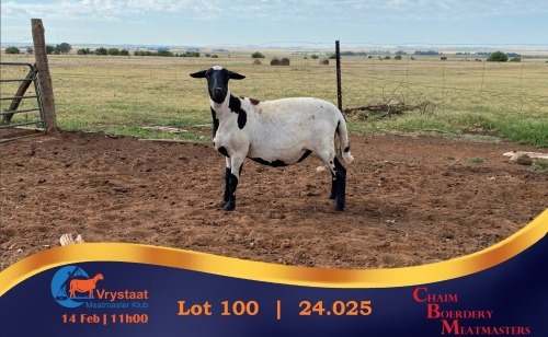1 X MEATMASTER PREGNANT EWE Chaim Boerdery Meatmasters