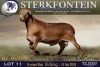 1 X MEATMASTER RAM Sterkfontein Meamtasters
