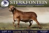 1 X MEATMASTER RAM Sterkfontein Meamtasters - 2