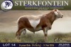 1 X MEATMASTER RAM Sterkfontein Meamtasters - 2