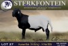 1 X MEATMASTER RAM Sterkfontein Meamtasters