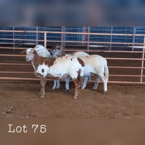 LOT 75 3X MEATMASTER OOI/EWE DRIEKOP MEATMASTERS (PER STUK OM LOT TE NEEM/PER PIECE TO TAKE THE LOT)