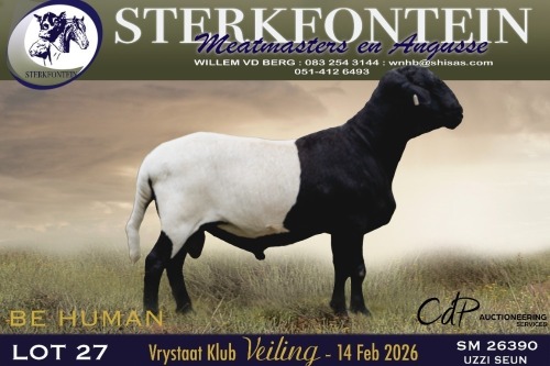 1 X MEATMASTER RAM Sterkfontein Meamtasters VRYSTAAT MEATMASTER KLUB ...