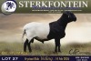 1 X MEATMASTER RAM Sterkfontein Meamtasters - 2