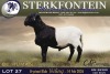 1 X MEATMASTER RAM Sterkfontein Meamtasters - 4