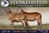 1 X MEATMASTER EWE Sterkfontein Meamtasters