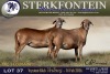1 X MEATMASTER EWE Sterkfontein Meamtasters - 2