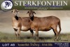1 X MEATMASTER EWE Sterkfontein Meamtasters - 3