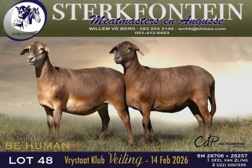 1 X MEATMASTER EWE Sterkfontein Meamtasters