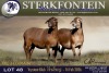 1 X MEATMASTER EWE Sterkfontein Meamtasters - 2