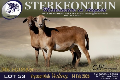 1 X MEATMASTER PREGNANT EWE Sterkfontein Meamtasters