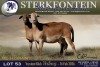 1 X MEATMASTER PREGNANT EWE Sterkfontein Meamtasters