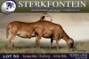 1 X MEATMASTER PREGNANT EWE Sterkfontein Meamtasters - 2