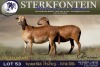 1 X MEATMASTER PREGNANT EWE Sterkfontein Meamtasters - 3