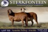 1 X MEATMASTER PREGNANT EWE Sterkfontein Meamtasters - 4
