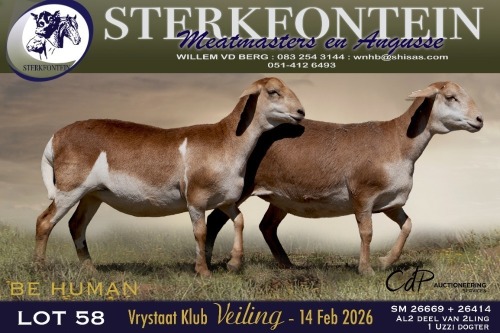 1 X MEATMASTER PREGNANT EWE Sterkfontein Meamtasters