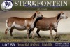 1 X MEATMASTER PREGNANT EWE Sterkfontein Meamtasters