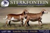 1 X MEATMASTER PREGNANT EWE Sterkfontein Meamtasters - 2