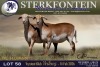 1 X MEATMASTER PREGNANT EWE Sterkfontein Meamtasters - 3