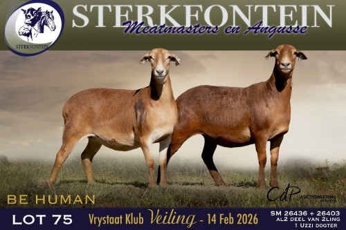 WITHDRAWN - 1 X MEATMASTER EWE Sterkfontein Meamtasters